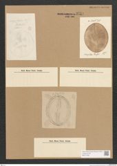 Diatomeae indet. Zeichnungen Sammlung Grunow Nr. 3754 (NHMW-BOT-W0371406)
